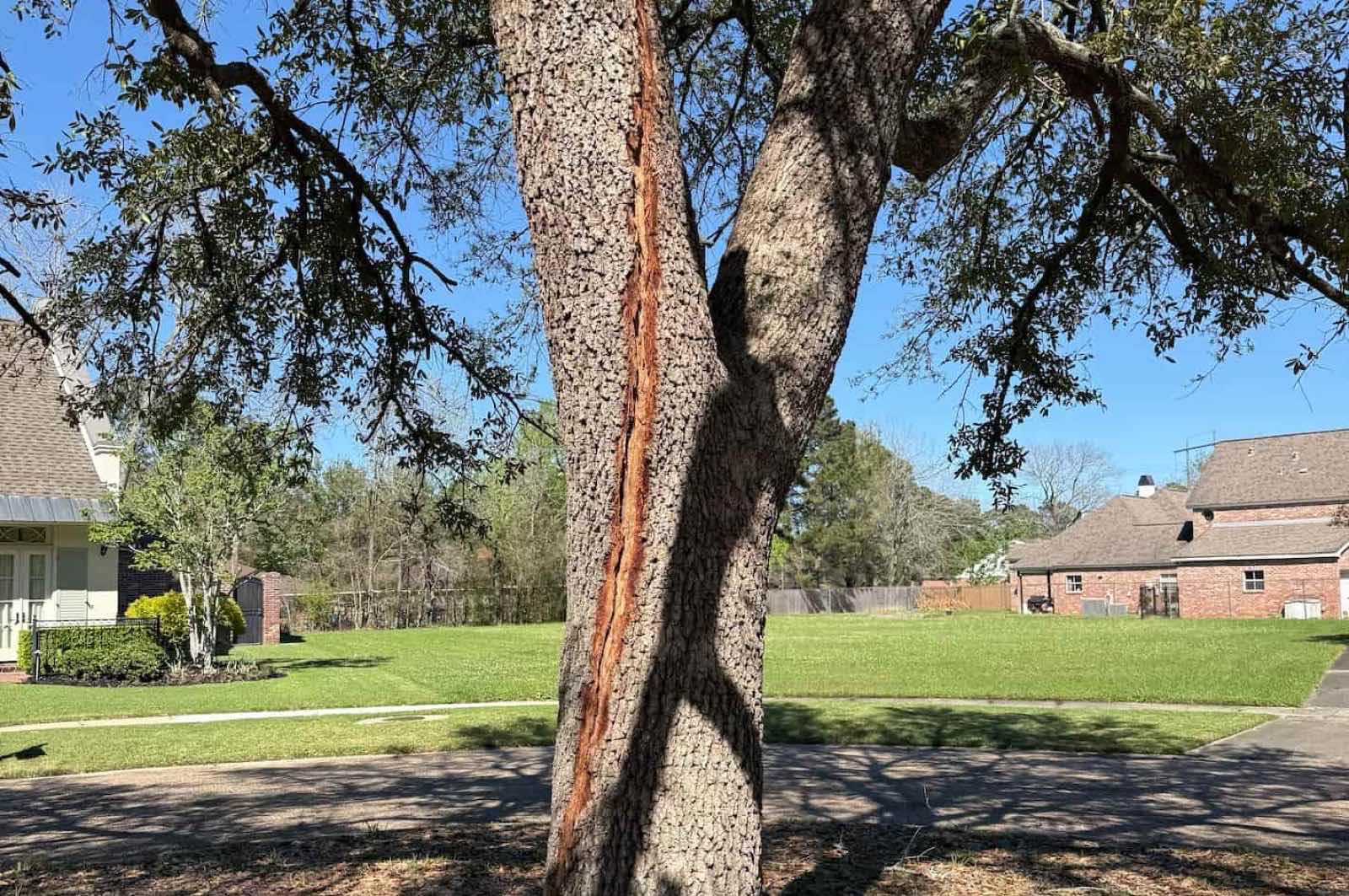Cracks and Splits in a Tree Trunk: Which Ones Are Dangerous