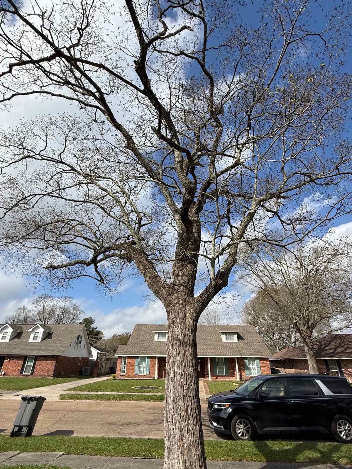 Customer photo of a mature shade tree in an open front yard, bare in winter, with the driveway and street clear around it
