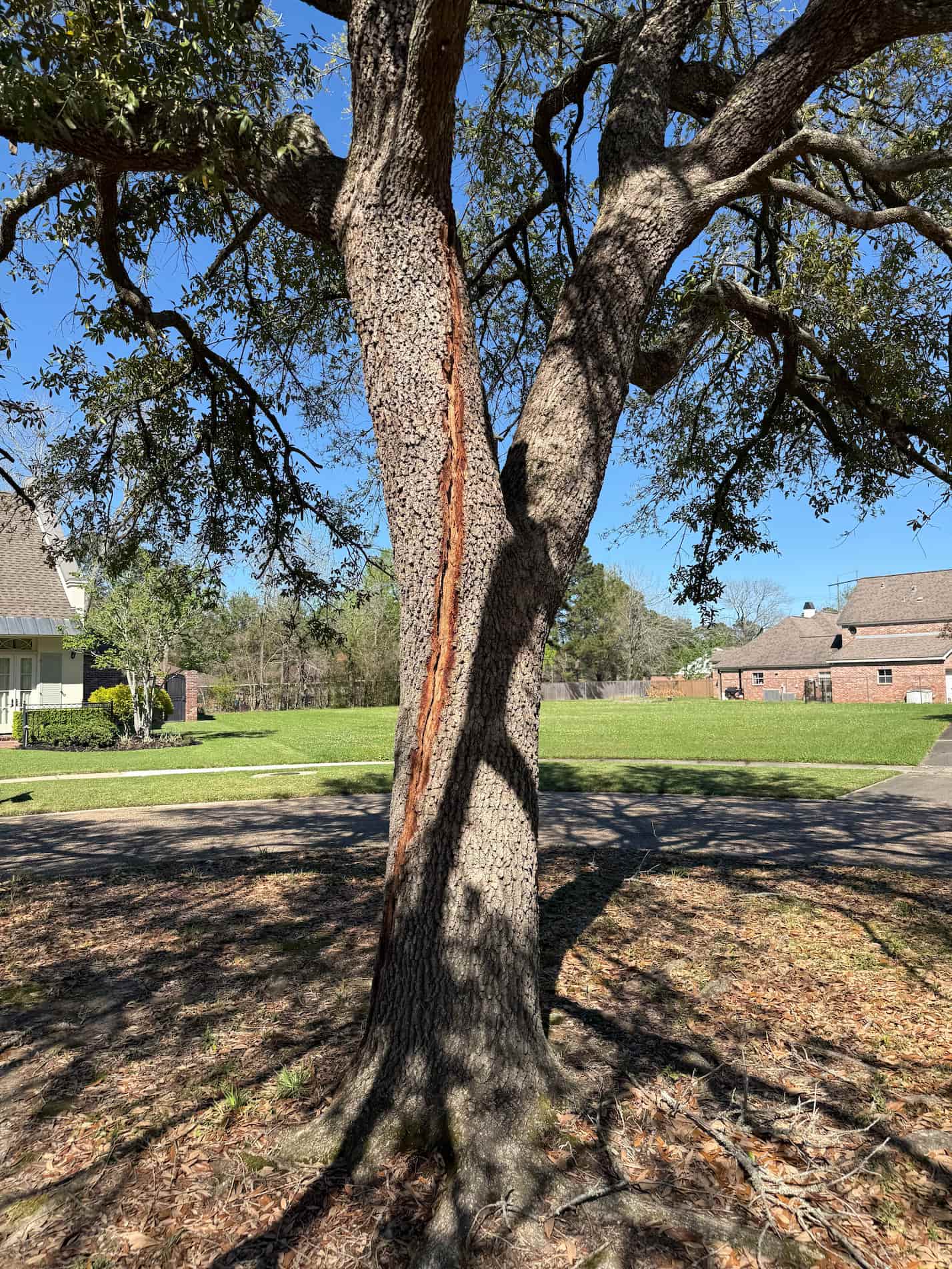 Tree trunk with visible vertical crack